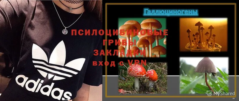 Галлюциногенные грибы MAGIC MUSHROOMS  Котово 